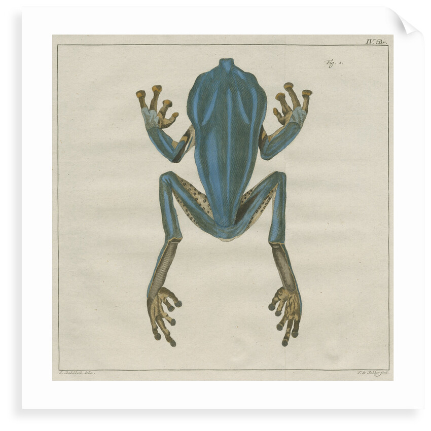 Giant leaf frog by F de Bakker