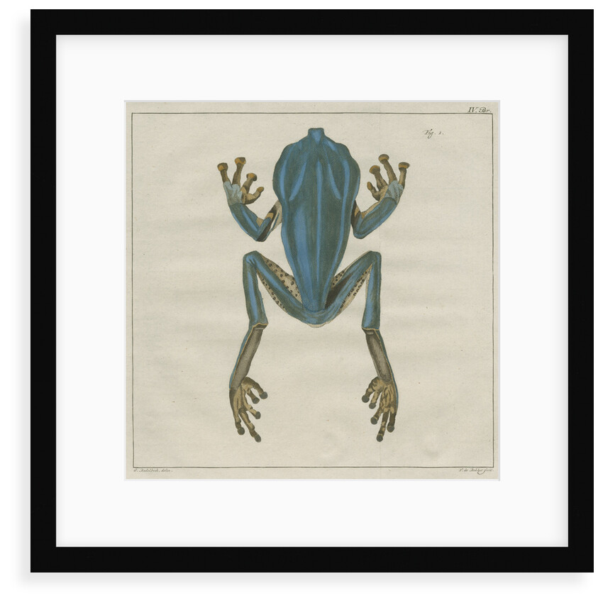 Giant leaf frog by F de Bakker