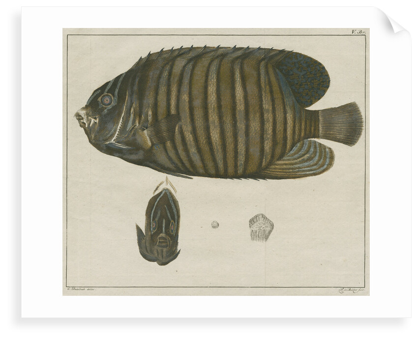 Royal angelfish by F de Bakker