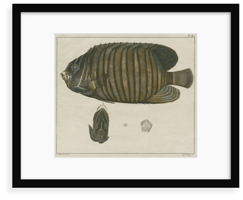 Royal angelfish by F de Bakker