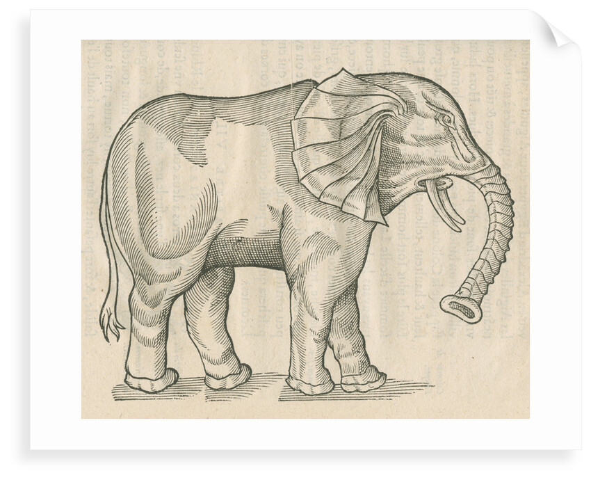 'Figure d'un Elephant' by Anonymous