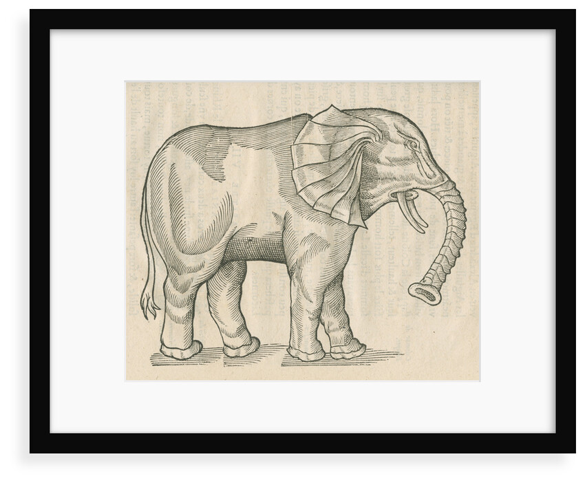 'Figure d'un Elephant' by Anonymous