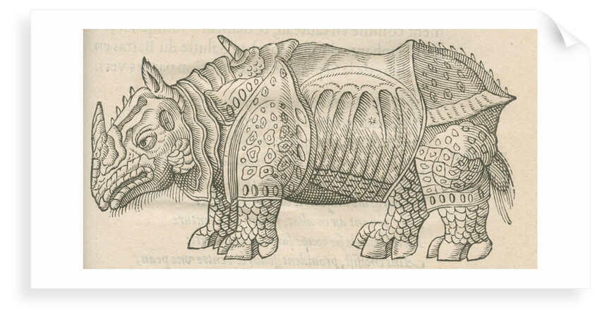 'Figure du Rhinoceros...' by Anonymous