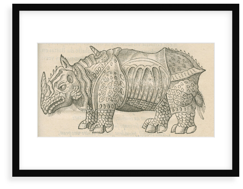 'Figure du Rhinoceros...' by Anonymous