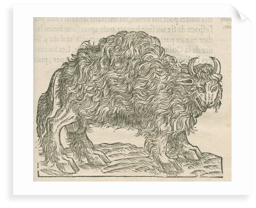 'Figure du Taureau de la Floride' by Anonymous
