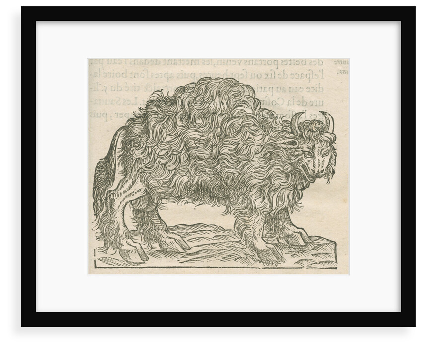 'Figure du Taureau de la Floride' by Anonymous