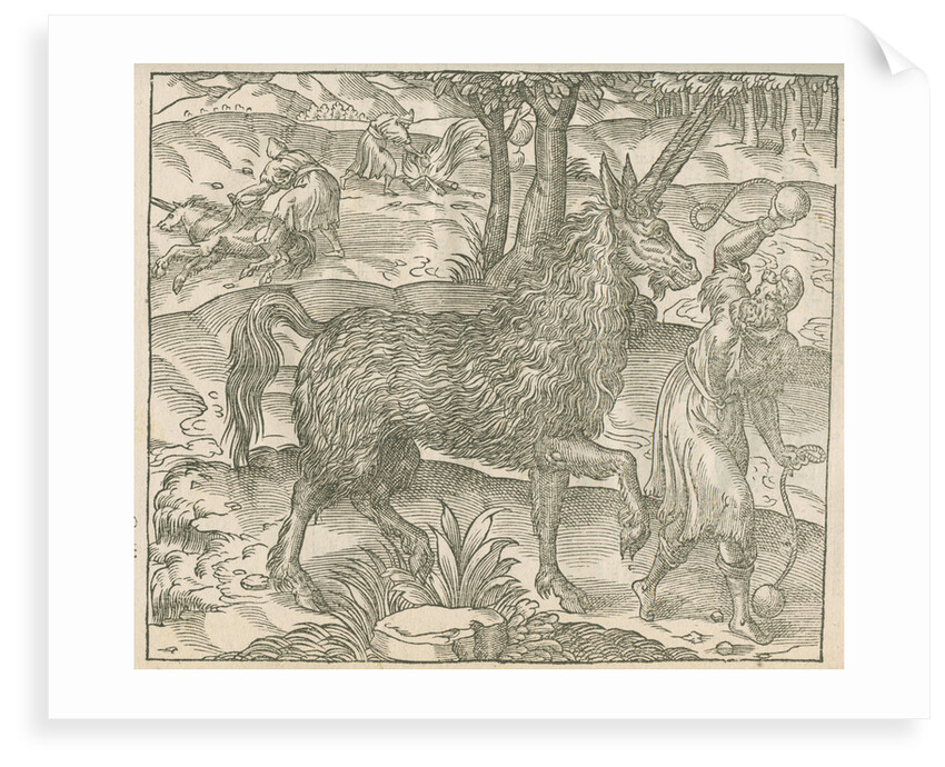 'Figure du Pirassoipi, espece de Licorne d'Italie' by Anonymous