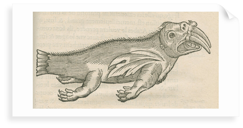 'Figure d'un Elephant de Mer' by Anonymous