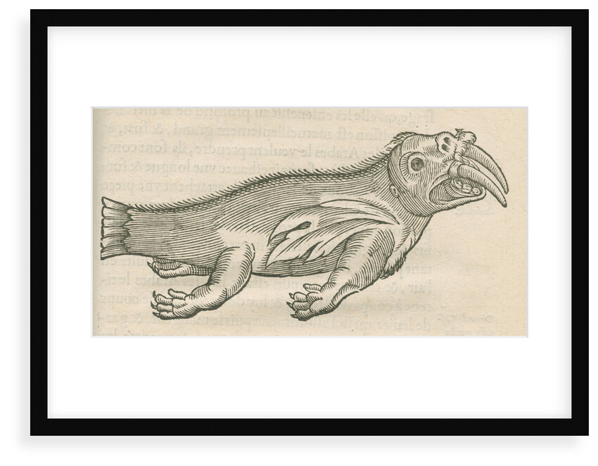 'Figure d'un Elephant de Mer' by Anonymous