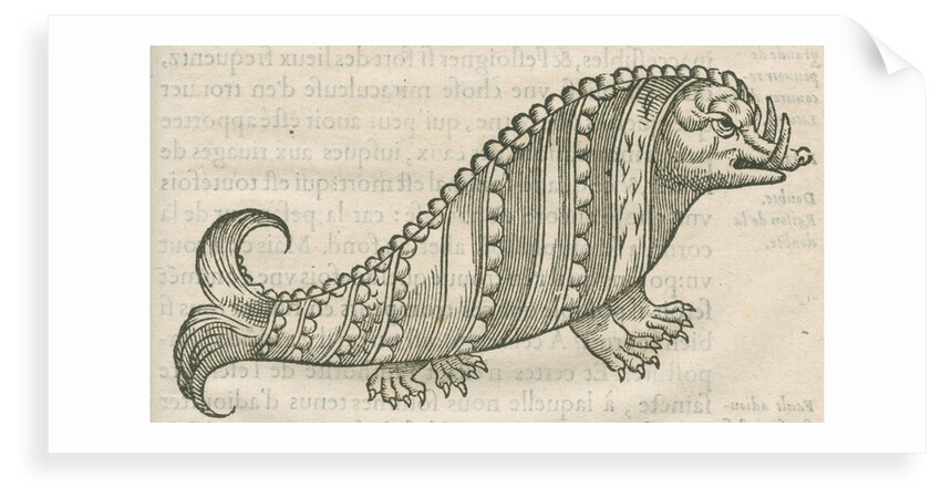 'Figure du Poisson ayant la teste d'un Porc sanglier' by Anonymous