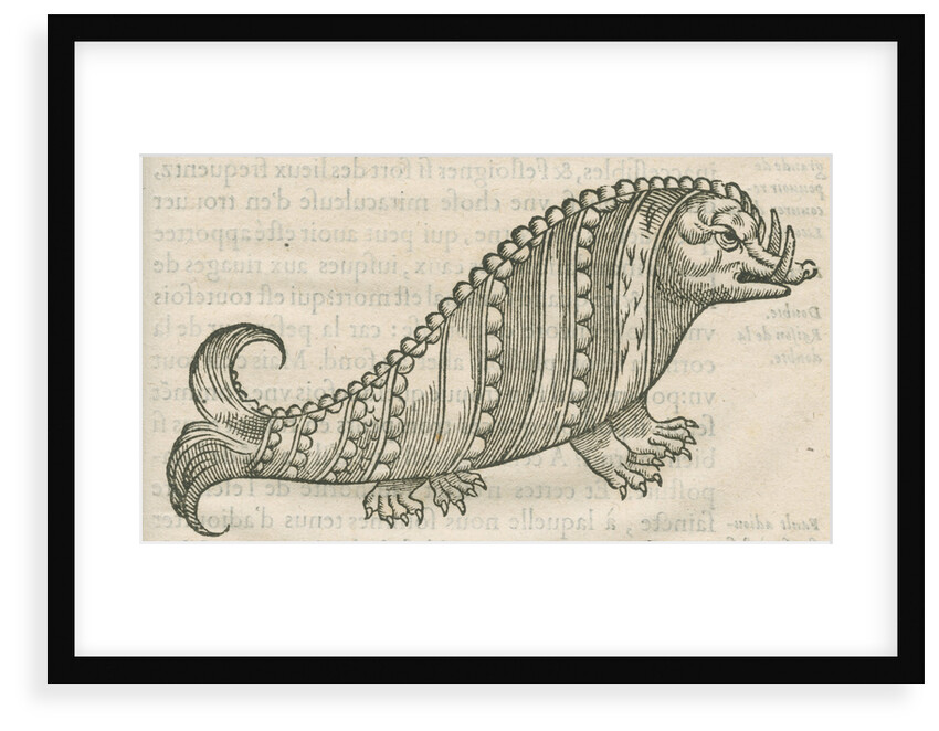 'Figure du Poisson ayant la teste d'un Porc sanglier' by Anonymous