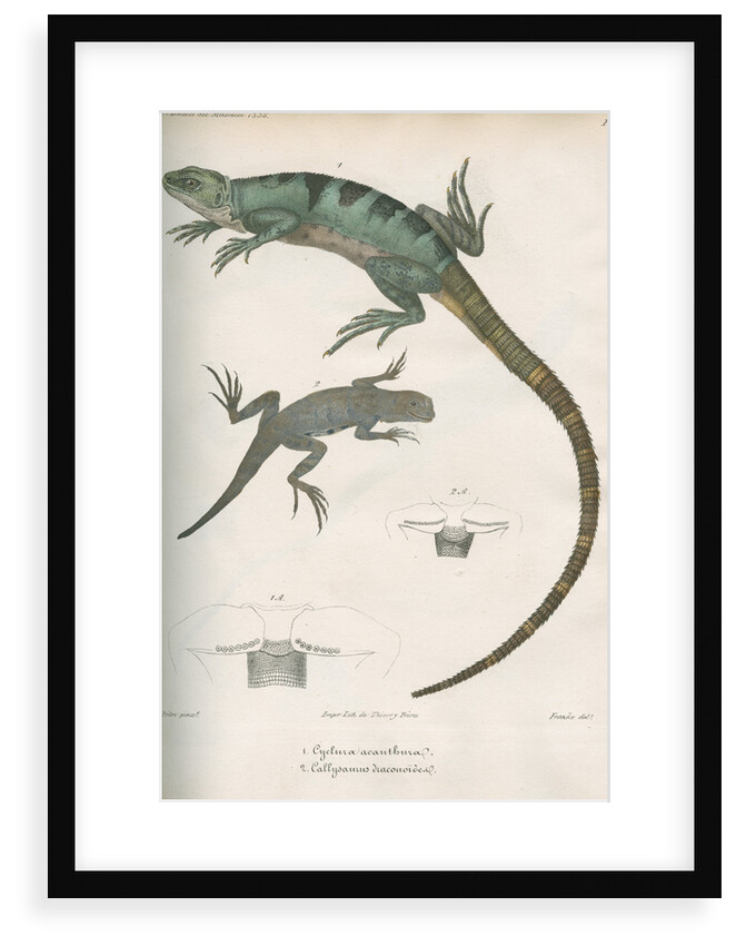 Two lizards of North America by Franke
