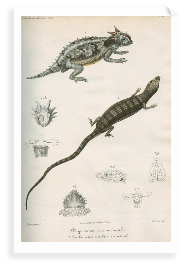 Two lizards of North America by Franke