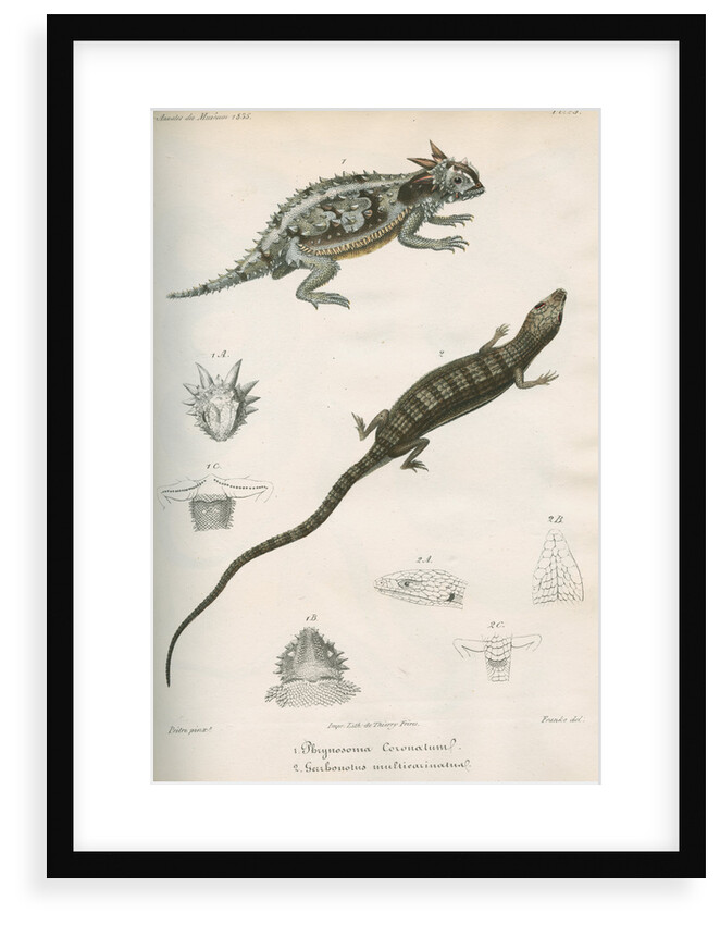 Two lizards of North America by Franke