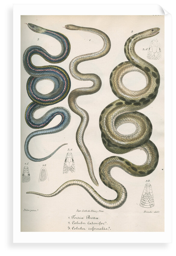 Three snakes of North America by Franke
