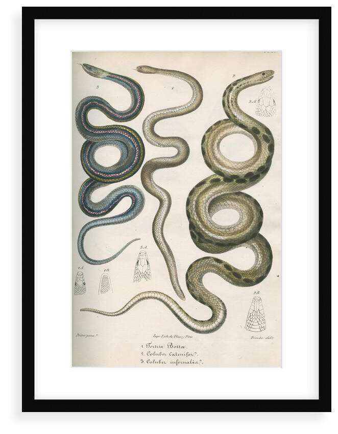 Three snakes of North America by Franke