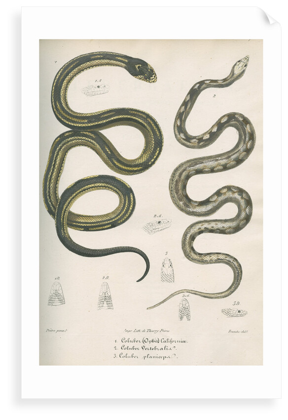 Two snakes of North America by Franke