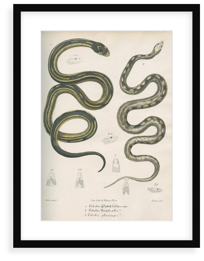Two snakes of North America by Franke