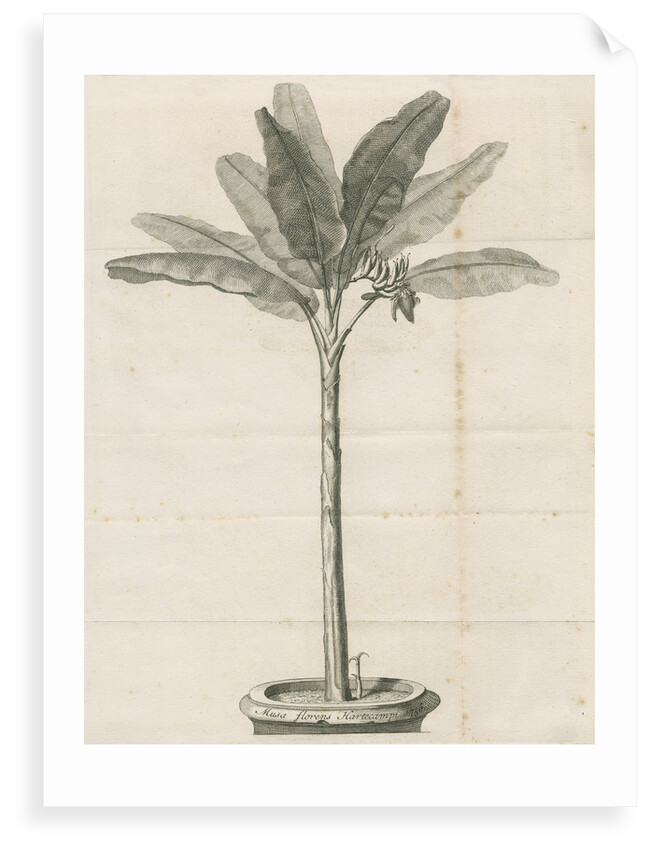 Clifford's banana plant by Anonymous