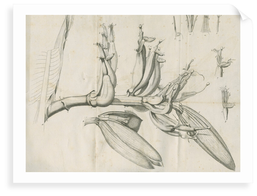 'Musa Cliffortiana' [Clifford's banana plant] by Anonymous