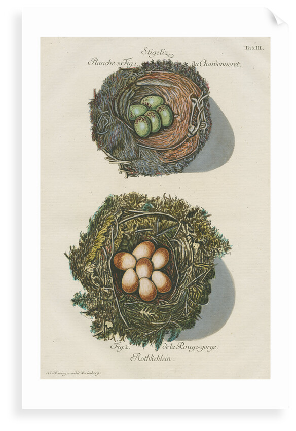 Nests of the Goldfinch and the Robin by Adam Ludwig Wirsing