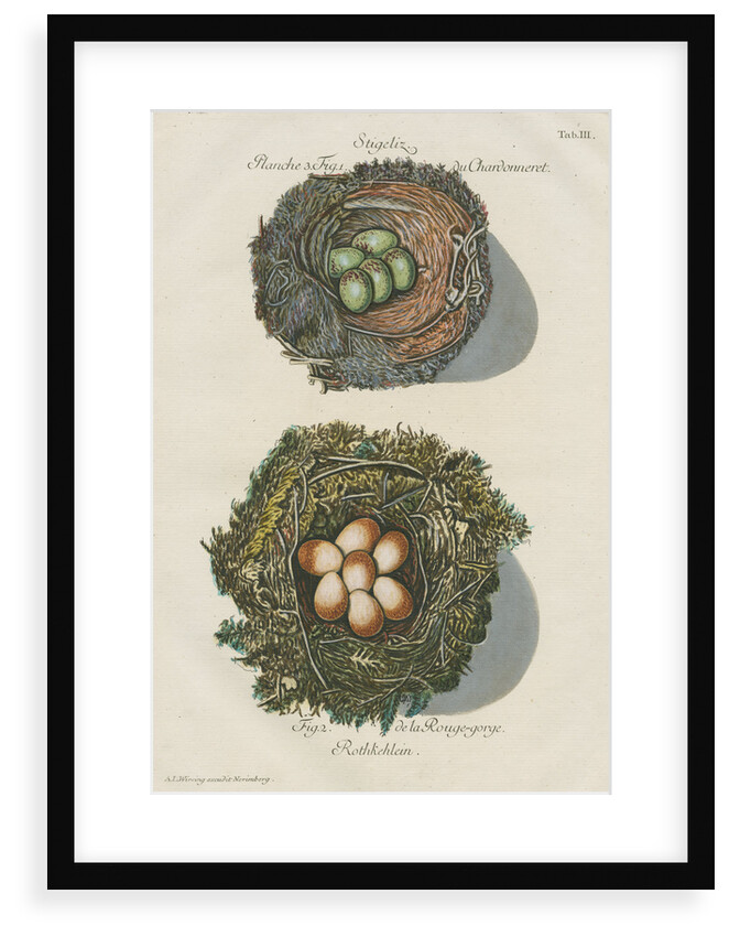 Nests of the Goldfinch and the Robin by Adam Ludwig Wirsing