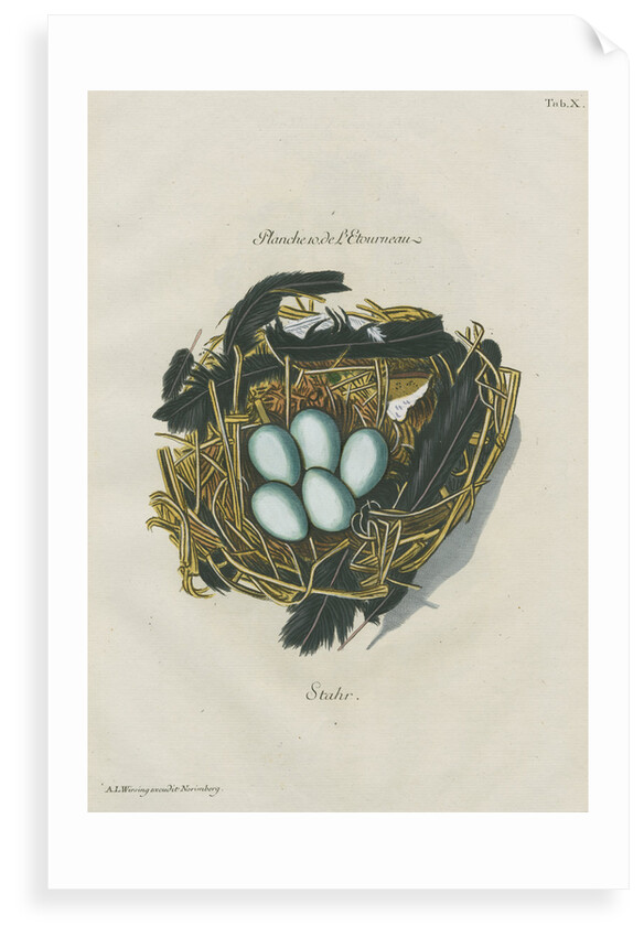 Nest of the Starling by Adam Ludwig Wirsing