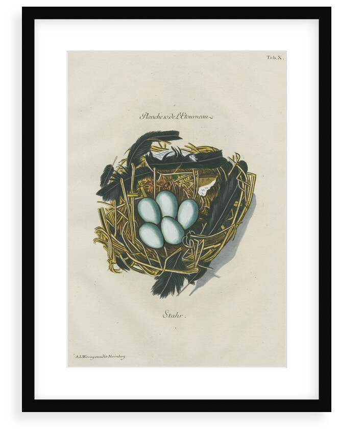 Nest of the Starling by Adam Ludwig Wirsing
