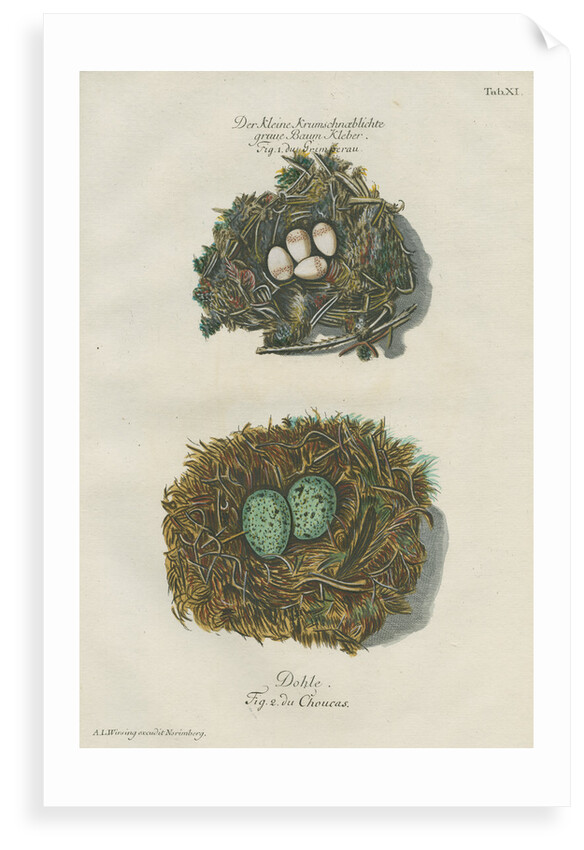 Nests of the Nuthatch and the Jackdaw by Adam Ludwig Wirsing