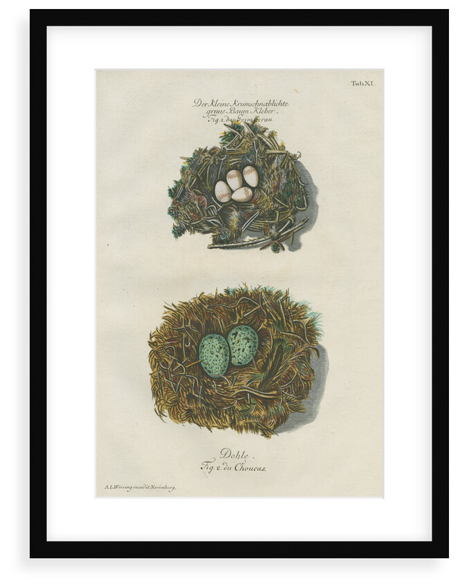 Nests of the Nuthatch and the Jackdaw by Adam Ludwig Wirsing