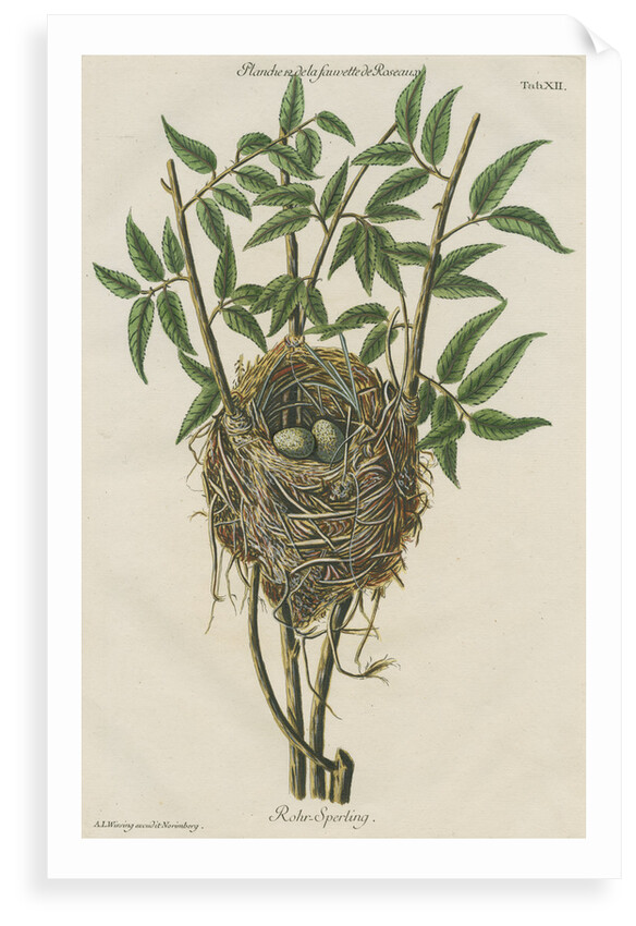 Nest of the Reed warbler by Adam Ludwig Wirsing