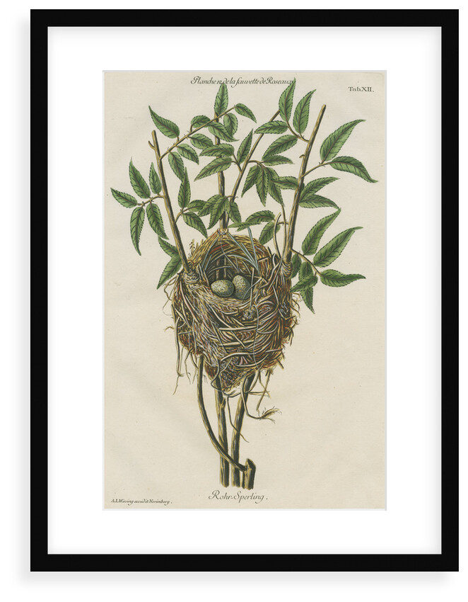 Nest of the Reed warbler by Adam Ludwig Wirsing