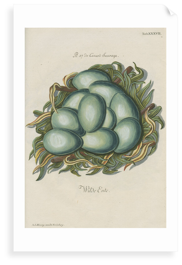 Nest of the Mallard by Adam Ludwig Wirsing