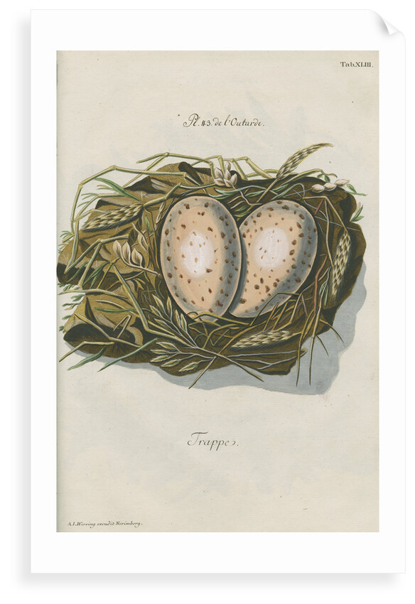 Nest of the Great bustard by Adam Ludwig Wirsing