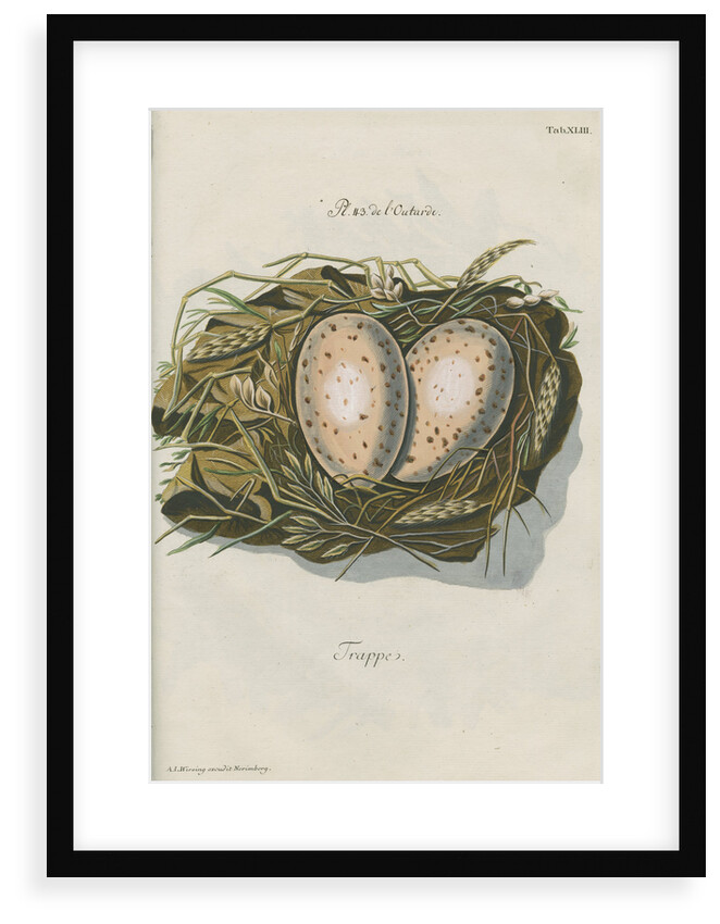 Nest of the Great bustard by Adam Ludwig Wirsing