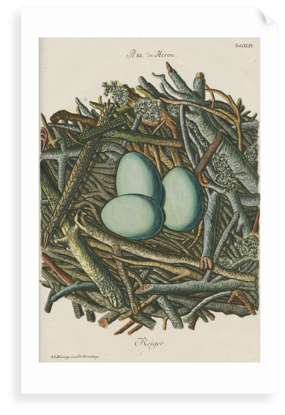 Nest of the Grey heron by Adam Ludwig Wirsing