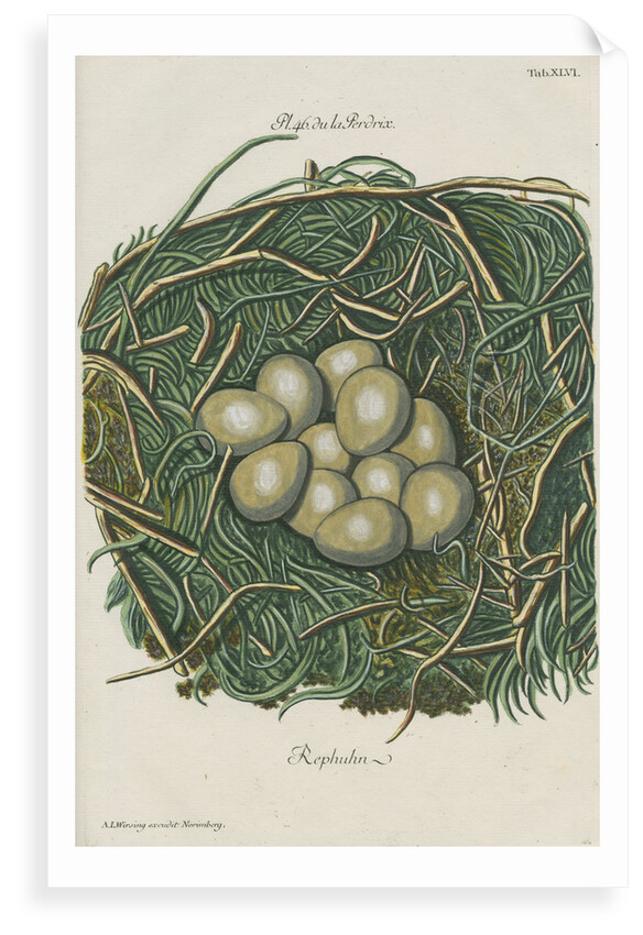Nest of the Grey partridge by Adam Ludwig Wirsing