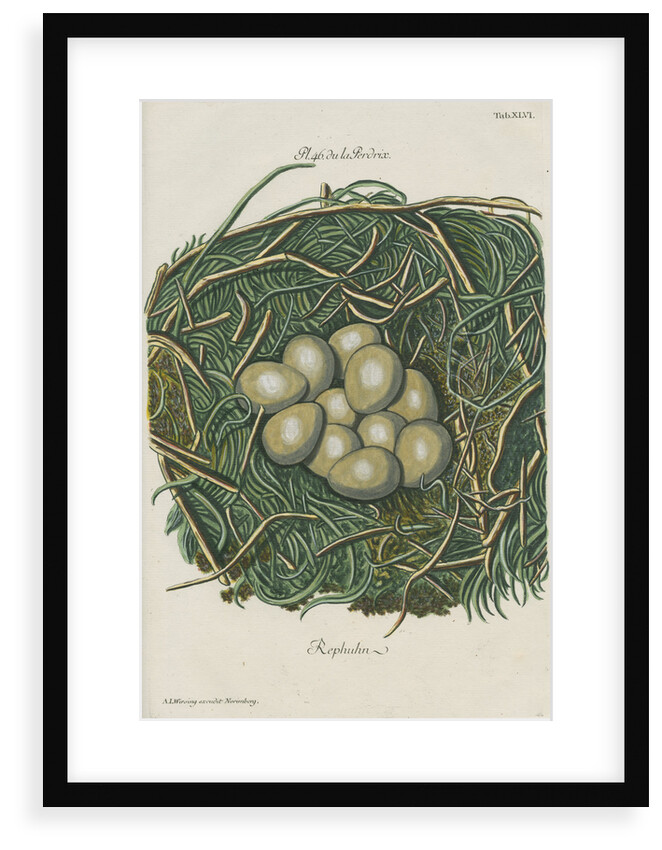 Nest of the Grey partridge by Adam Ludwig Wirsing