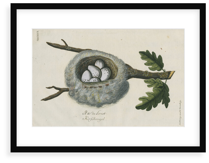 Nest of the Golden oriole by Adam Ludwig Wirsing