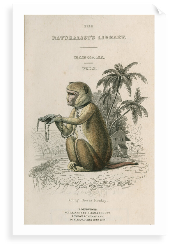 'Young Rhesus Monkey' by William Home Lizars