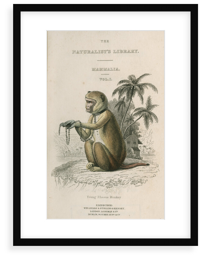'Young Rhesus Monkey' by William Home Lizars