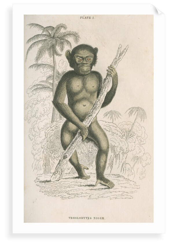 'Troglodytes niger' [Chimpanzee] by William Home Lizars