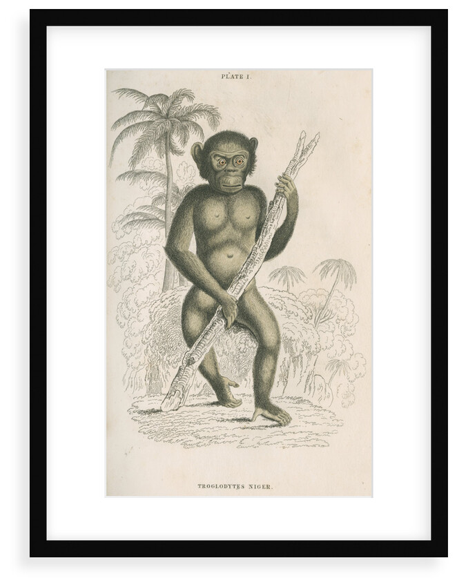 'Troglodytes niger' [Chimpanzee] by William Home Lizars