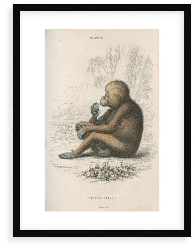 'Pithecus satyrus' [Orangutan] by William Home Lizars
