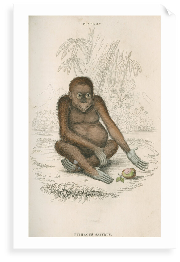 'Pithecus satyrus' [Orangutan] by William Home Lizars