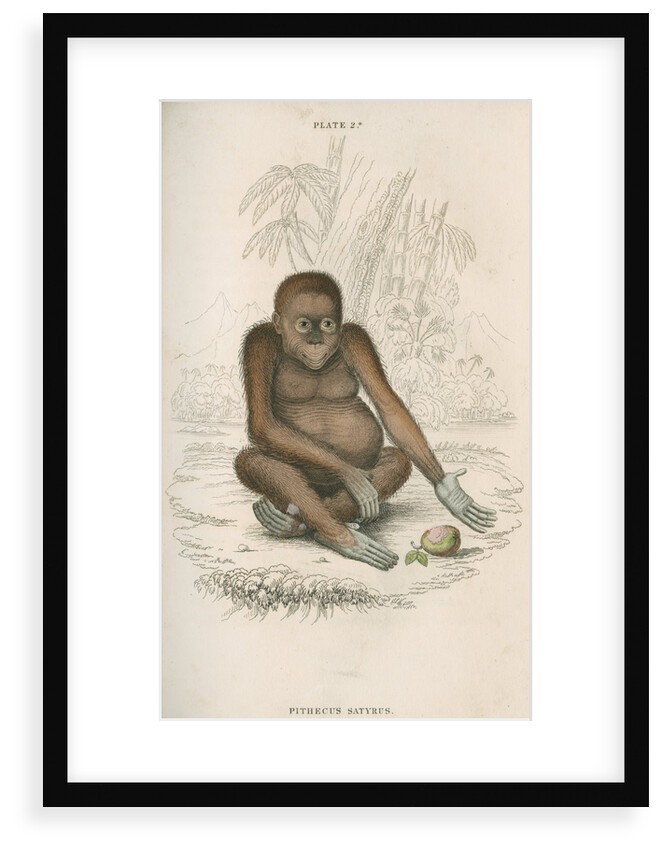 'Pithecus satyrus' [Orangutan] by William Home Lizars