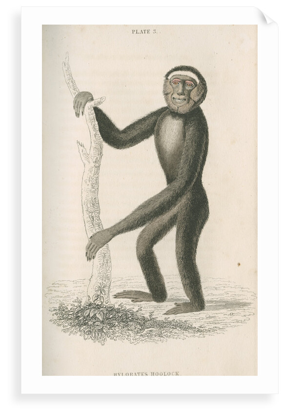 'Hylobates hoolock' [Hoolock gibbon] by William Home Lizars