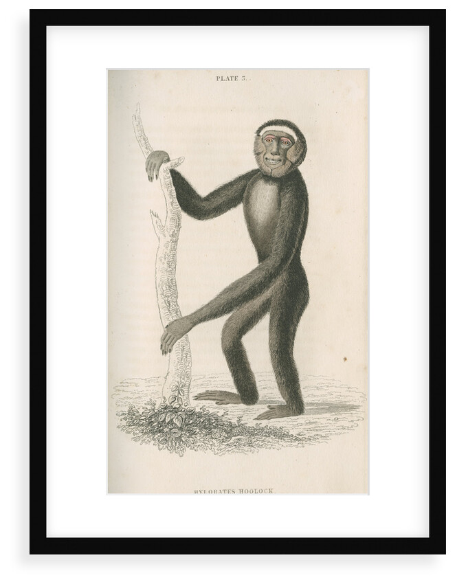 'Hylobates hoolock' [Hoolock gibbon] by William Home Lizars