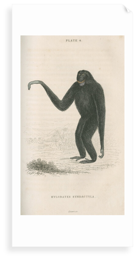'Hylobates syndactyla' [Siamang gibbon] by William Home Lizars