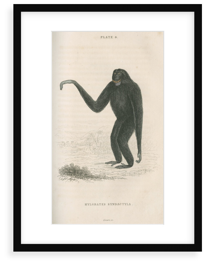 'Hylobates syndactyla' [Siamang gibbon] by William Home Lizars